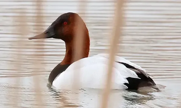 Two ducks swimming on calm water, with tall reeds reflected below