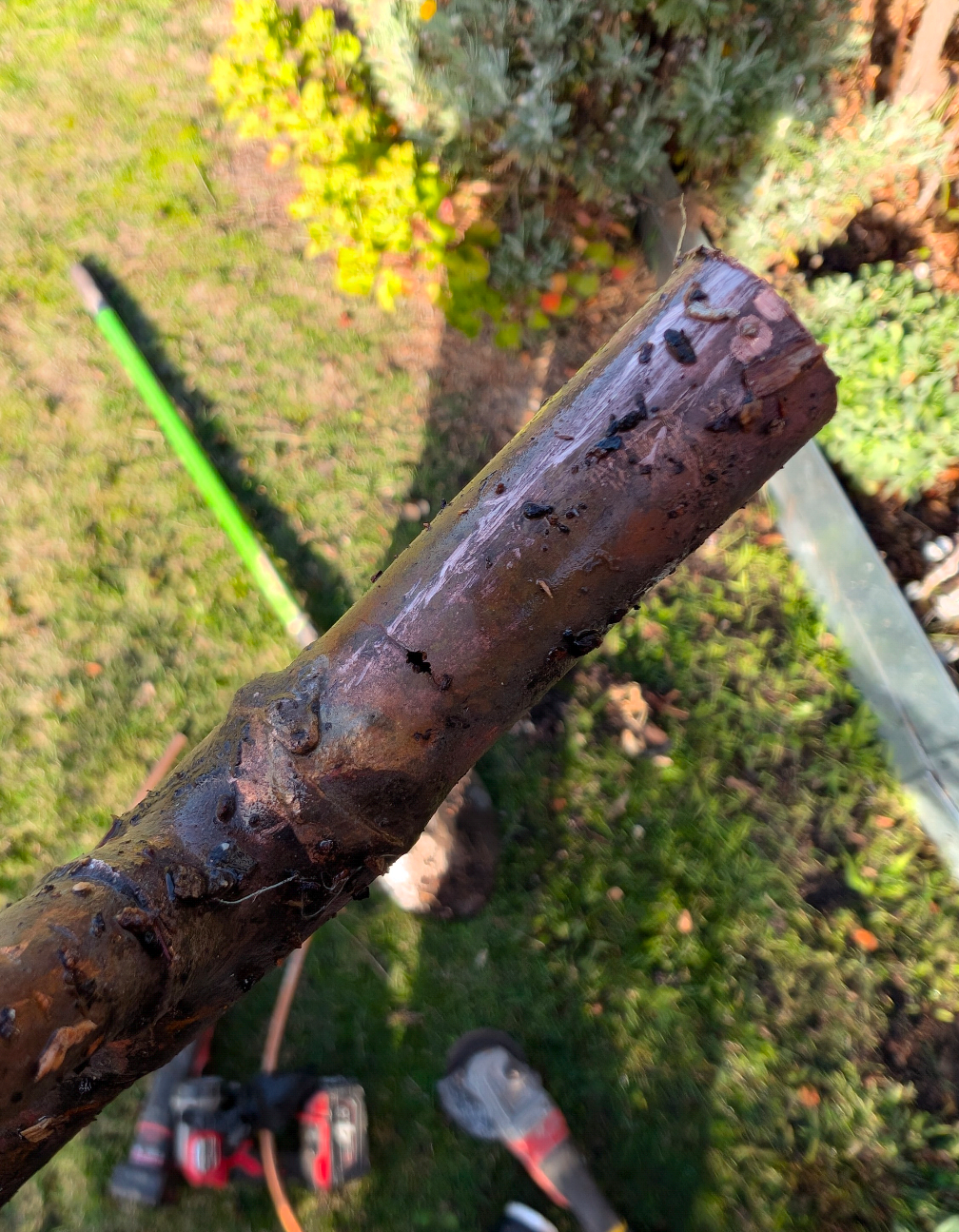 Close-up of a rusty metal pipe or branch held over a blurred garden with shoes visible below. — TasWide Plumbing in Kingston, TAS