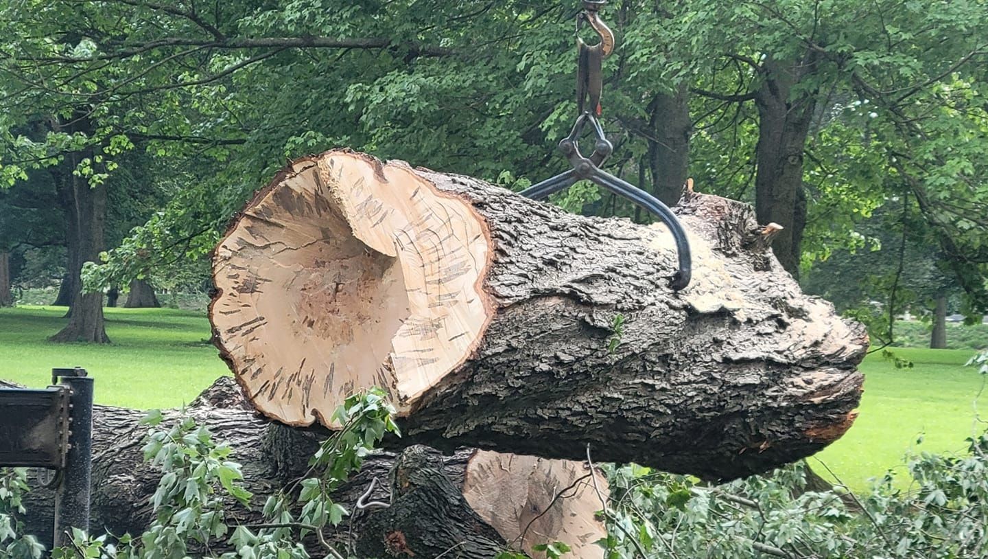 Tree Removal Newark, OH Licking County Ohio