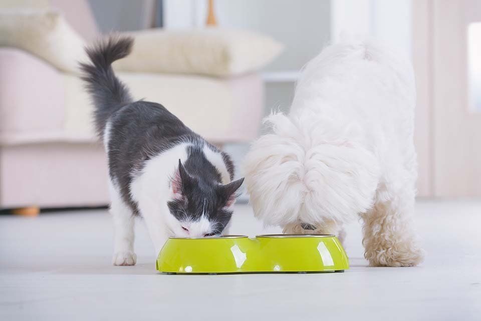 Un gatto e un cane mangiano da una ciotola verde.