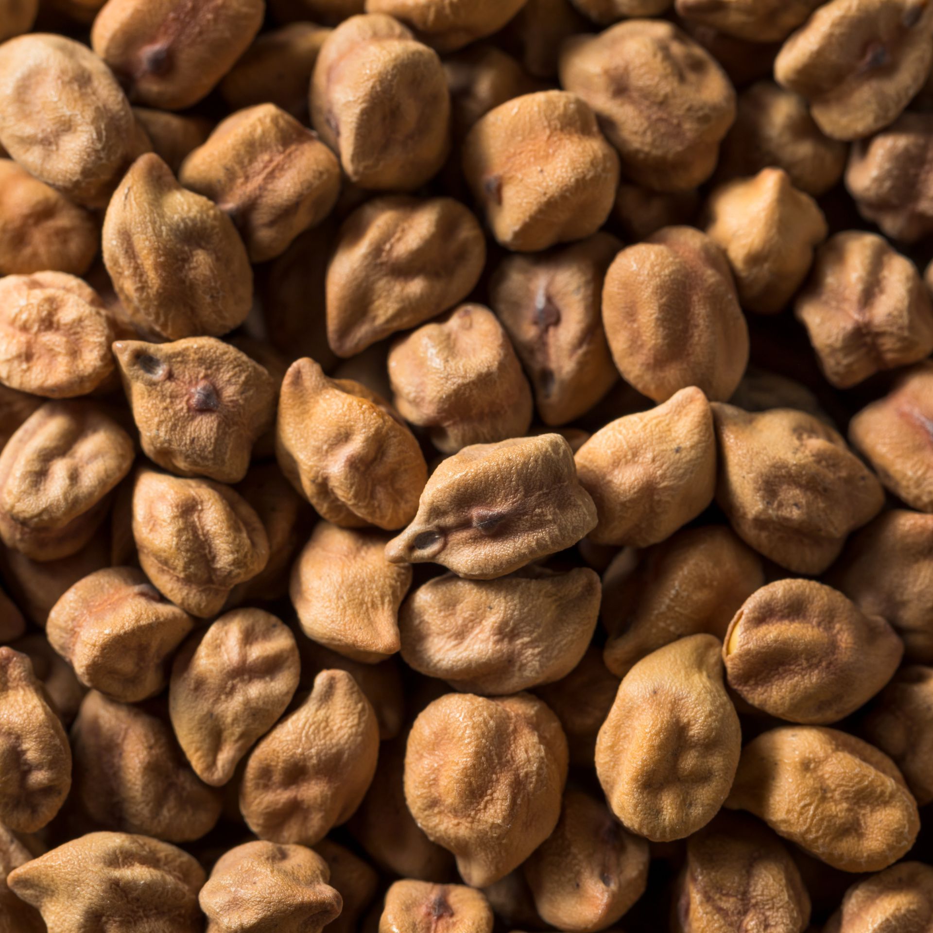 Desi Chickpea