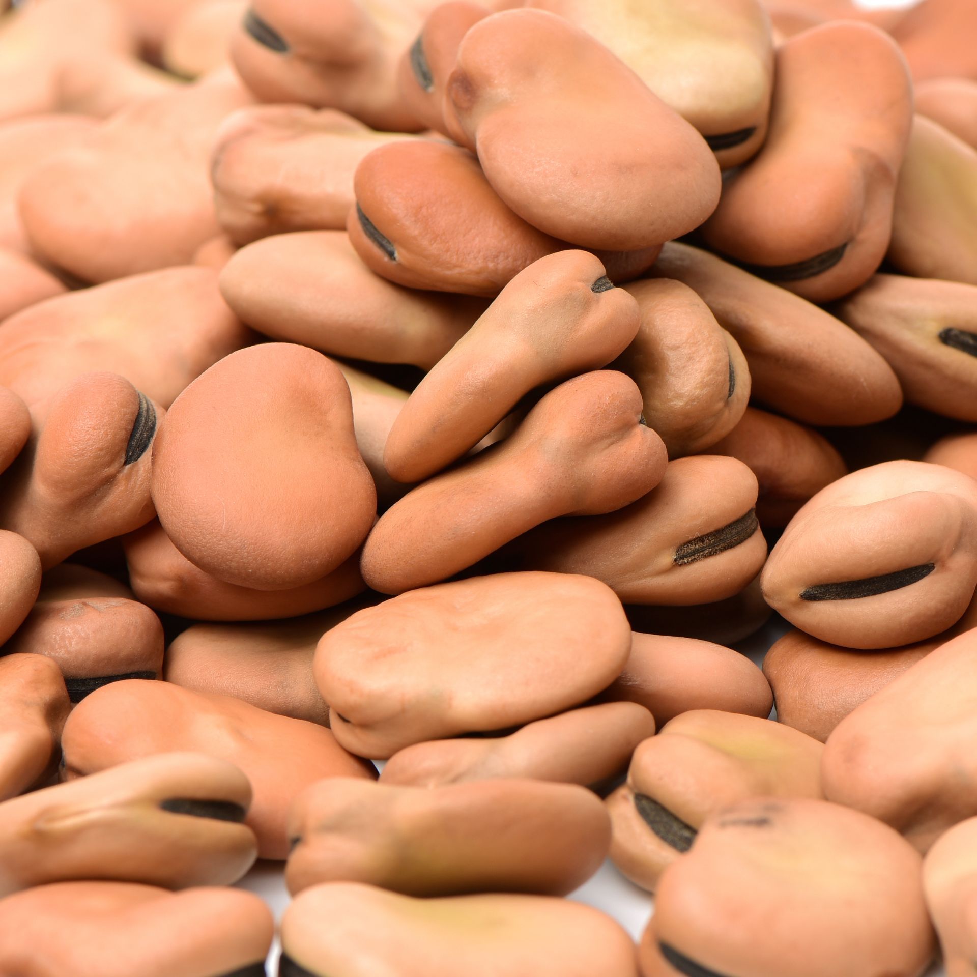 Faba Beans