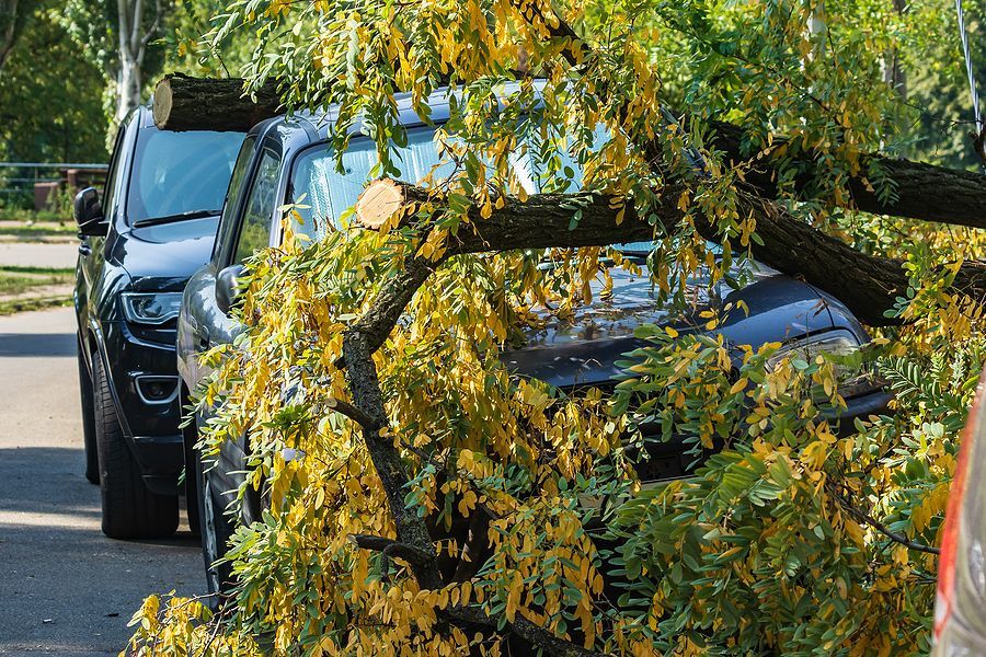 a car parked on the side of the road with a tree on top of it