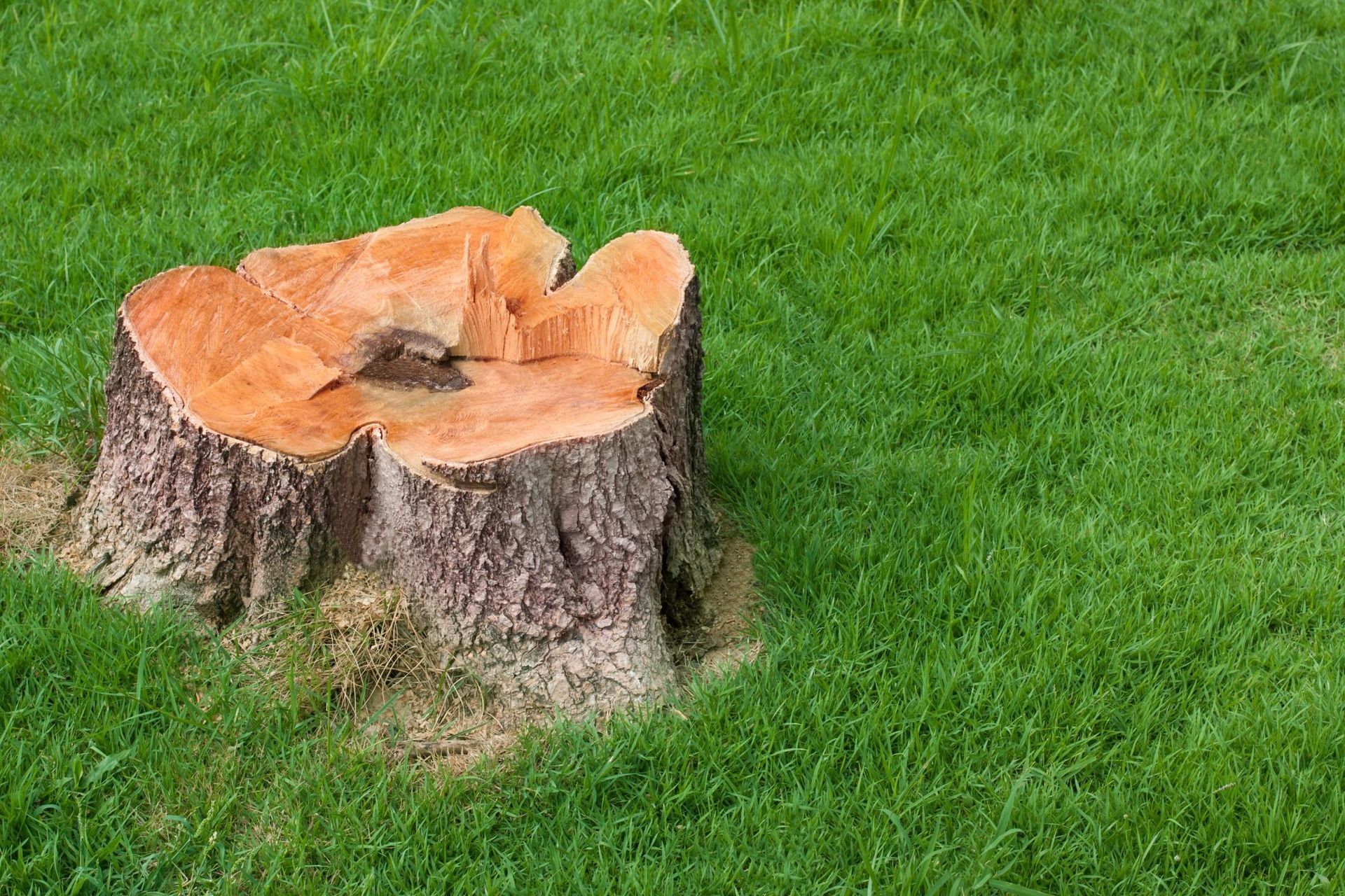 a tree stump that is in the grass