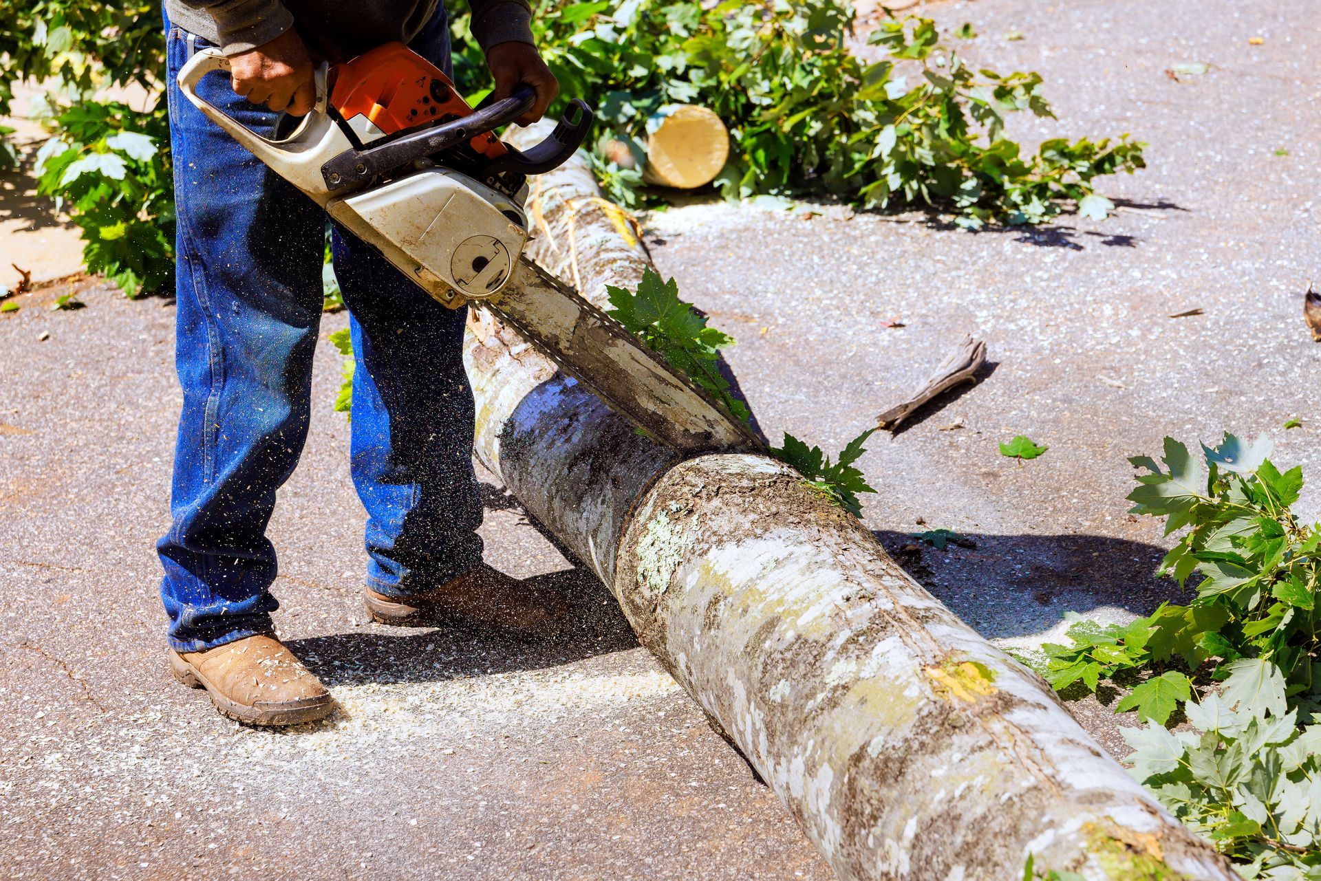 The contractor operates a chainsaw to cut a large tree log