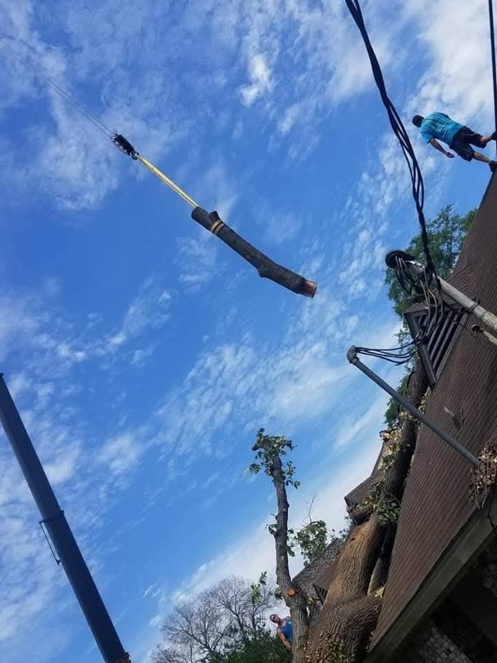 Cherry picker trimming a tree beside a building under a bright blue sky