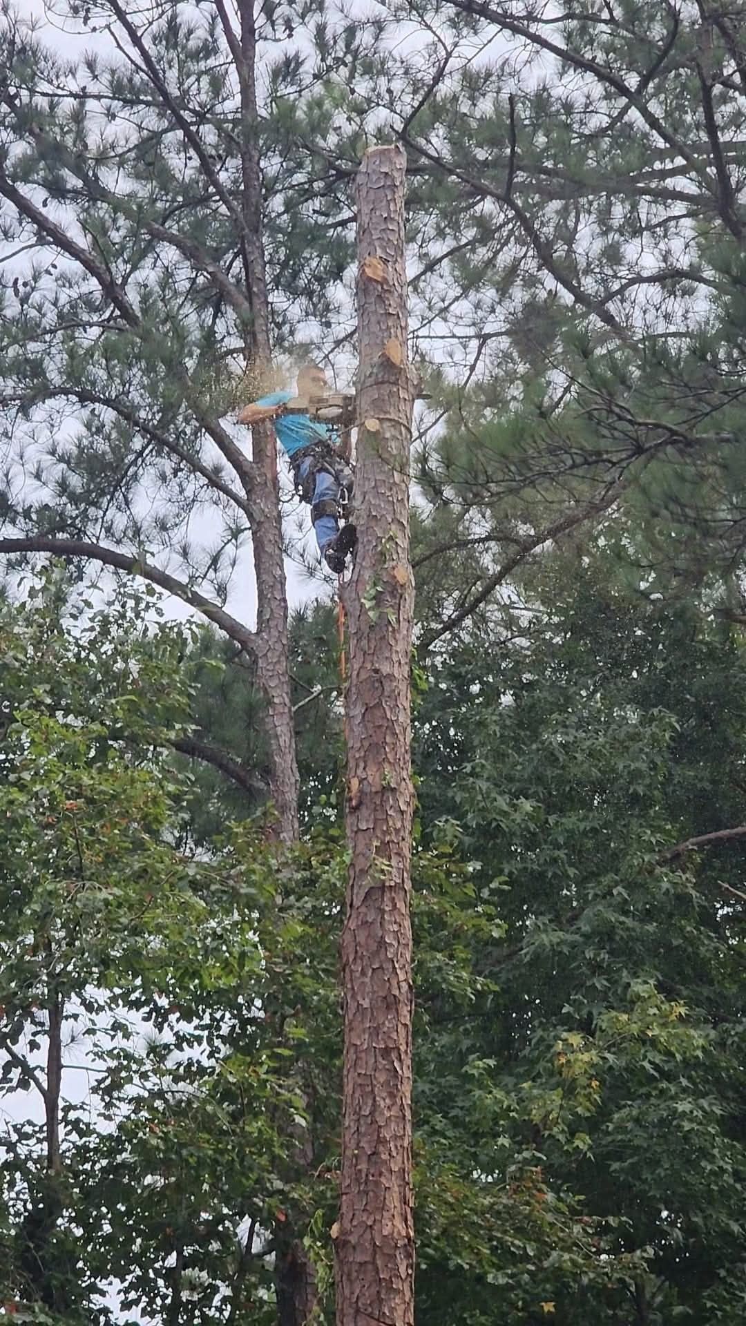 Worker in a blue shirt climbing a tall tree with a rope in a wooded area