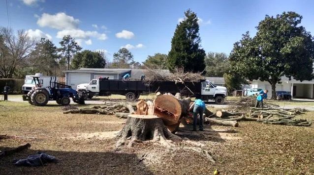 Tree removal work in a yard, with workers cutting a large stump beside parked trucks.