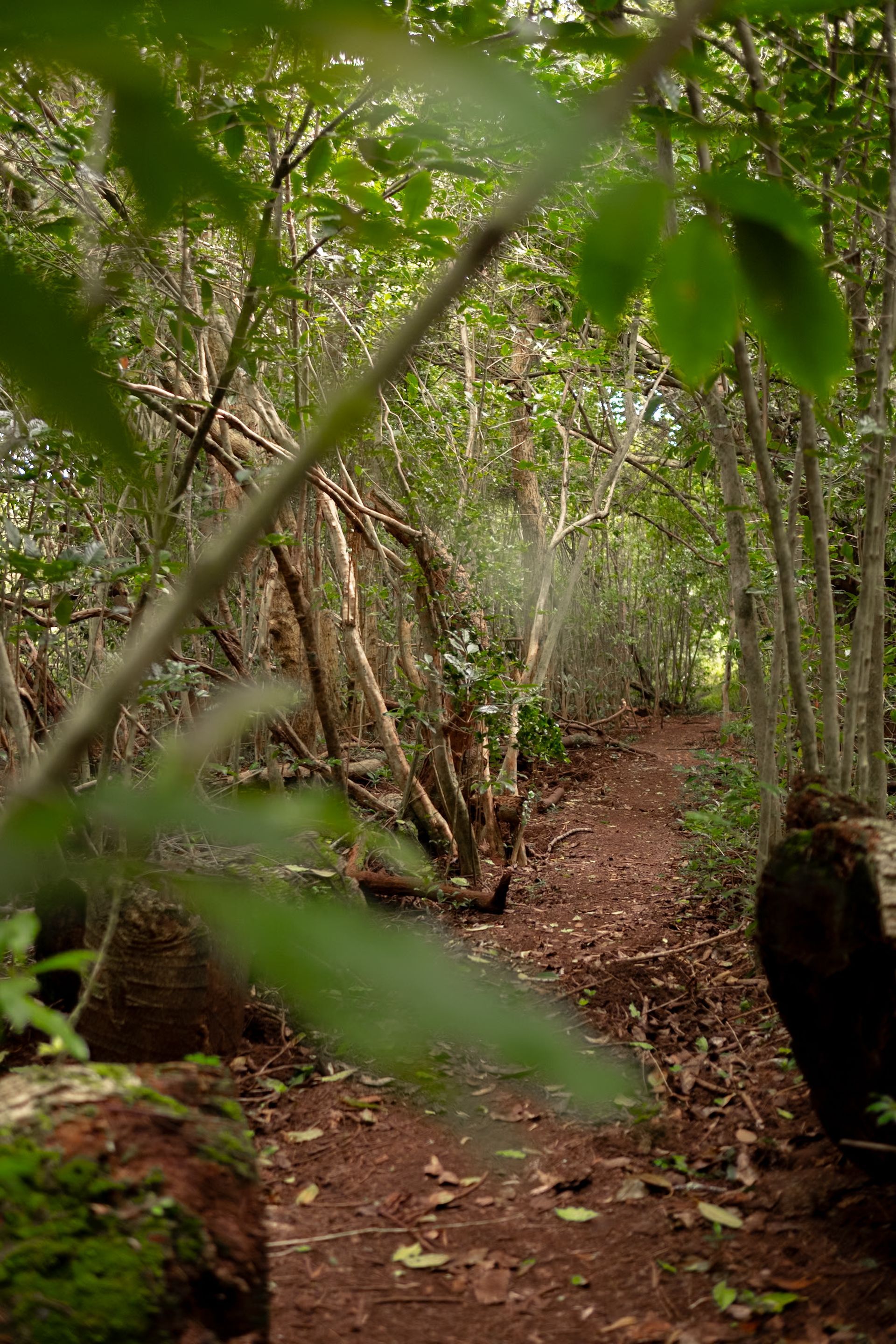 Lahaina Hiking