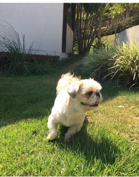 Um pequeno cão da raça Shih Tzu, de cor clara, trota por um gramado verdejante sob a luz brilhante do sol.