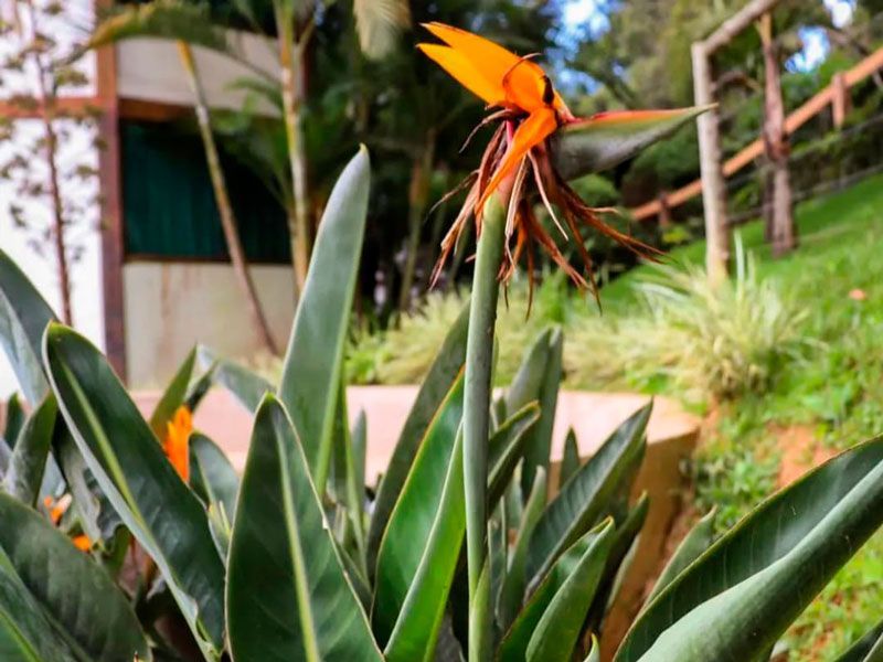 Uma flor de ave-do-paraíso de um laranja vibrante e azul desabrocha acima de longas folhas verdes em um jardim ao ar livre.