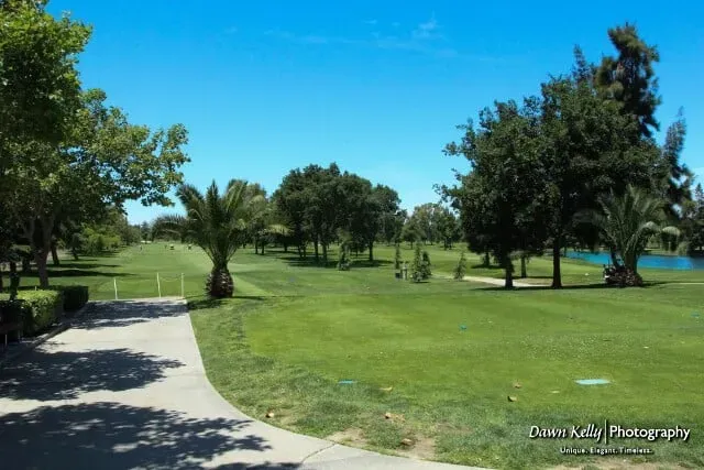 Sunny park with green lawn, trees, a paved path, and blue sky