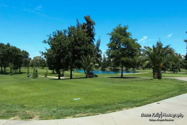 Sunny golf course with green fairway, trees, palm trees, and blue sky by a water hazard