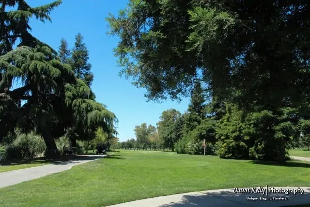Sunny park with lush green lawn, tall trees, and a winding path under a blue sky