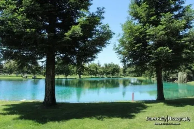 Trees by a calm blue lake with green grass and clear sky