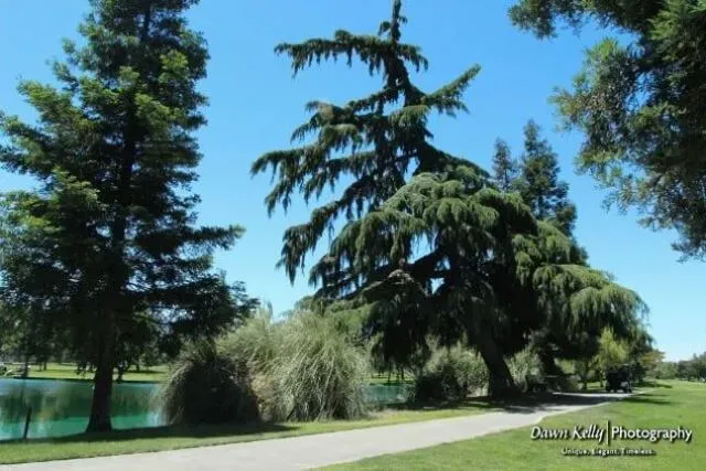 Sunlit park with tall evergreen trees, grassy lawn, and a paved path beside a pond