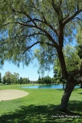 Tree beside a golf course green and sand bunker by a lake under a clear blue sky