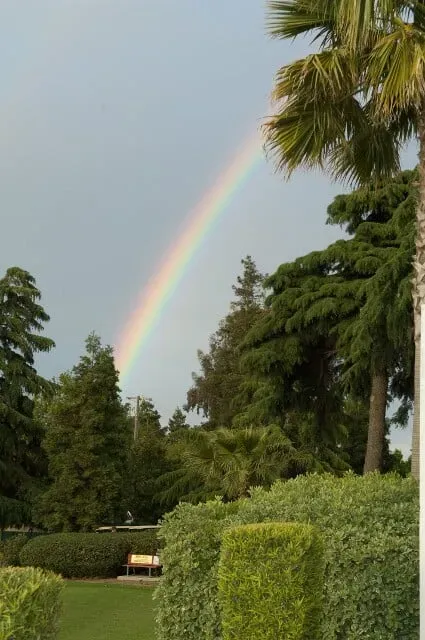 Rainbow over trees and hedges in a landscaped garden under a cloudy sky