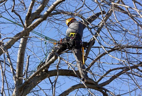 Arborist in harness, trimming tree branches against a clear blue sky.