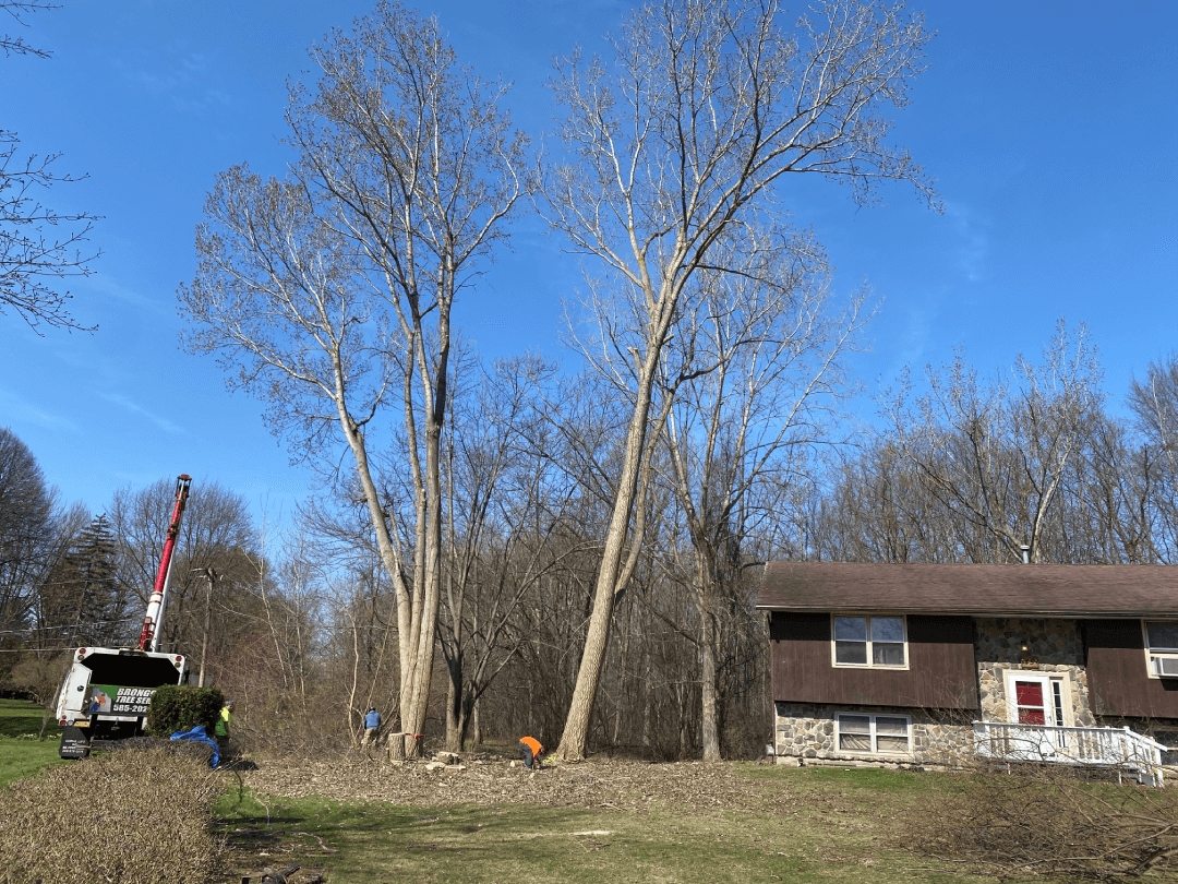 A large tree is being cut down in front of a house.