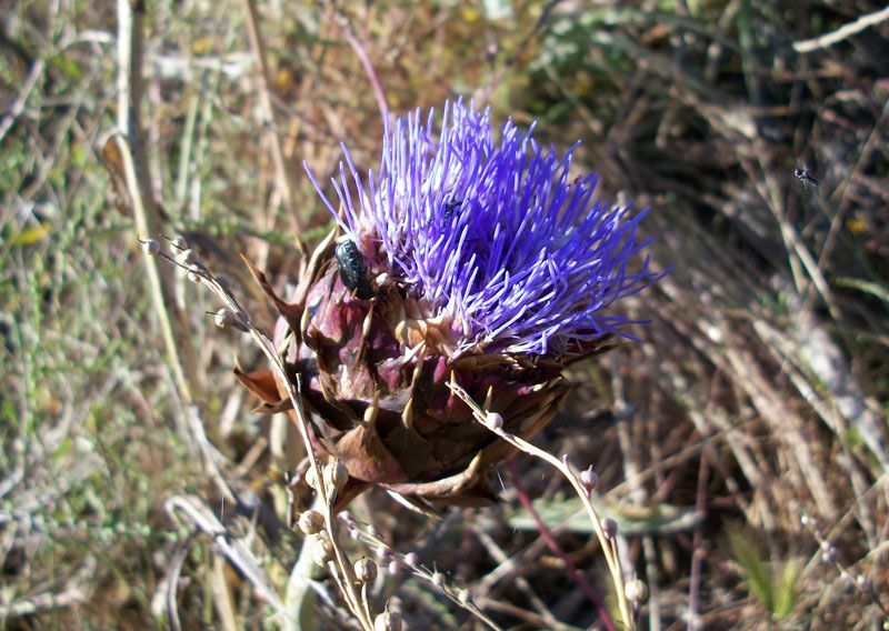Carciofi