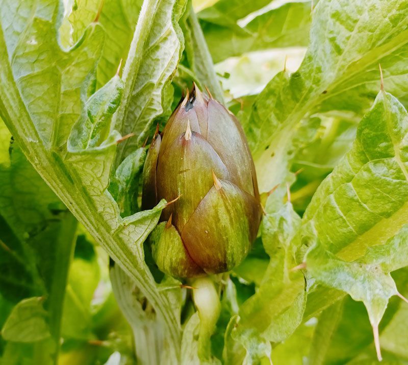 Carciofi