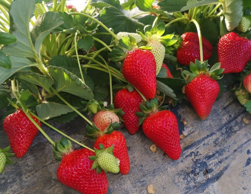 Fragole