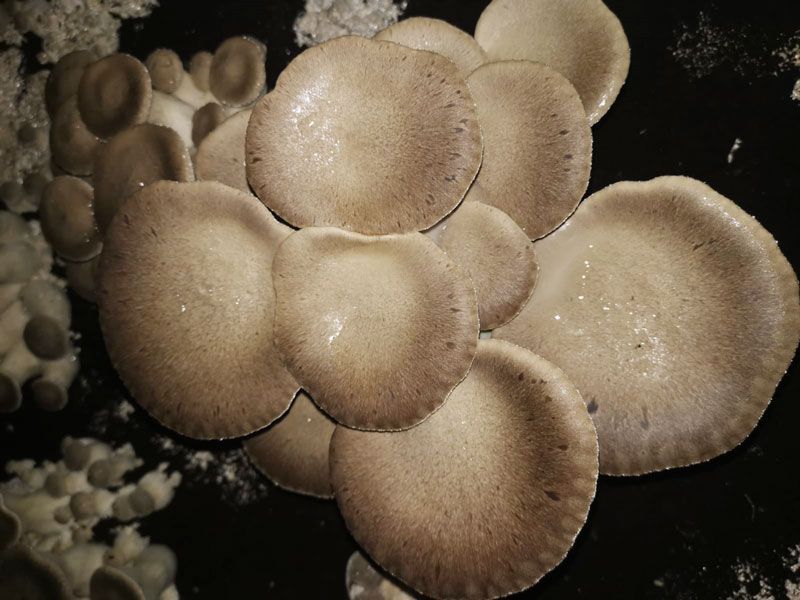 Funghi