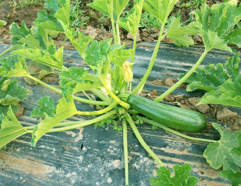 Zucchine