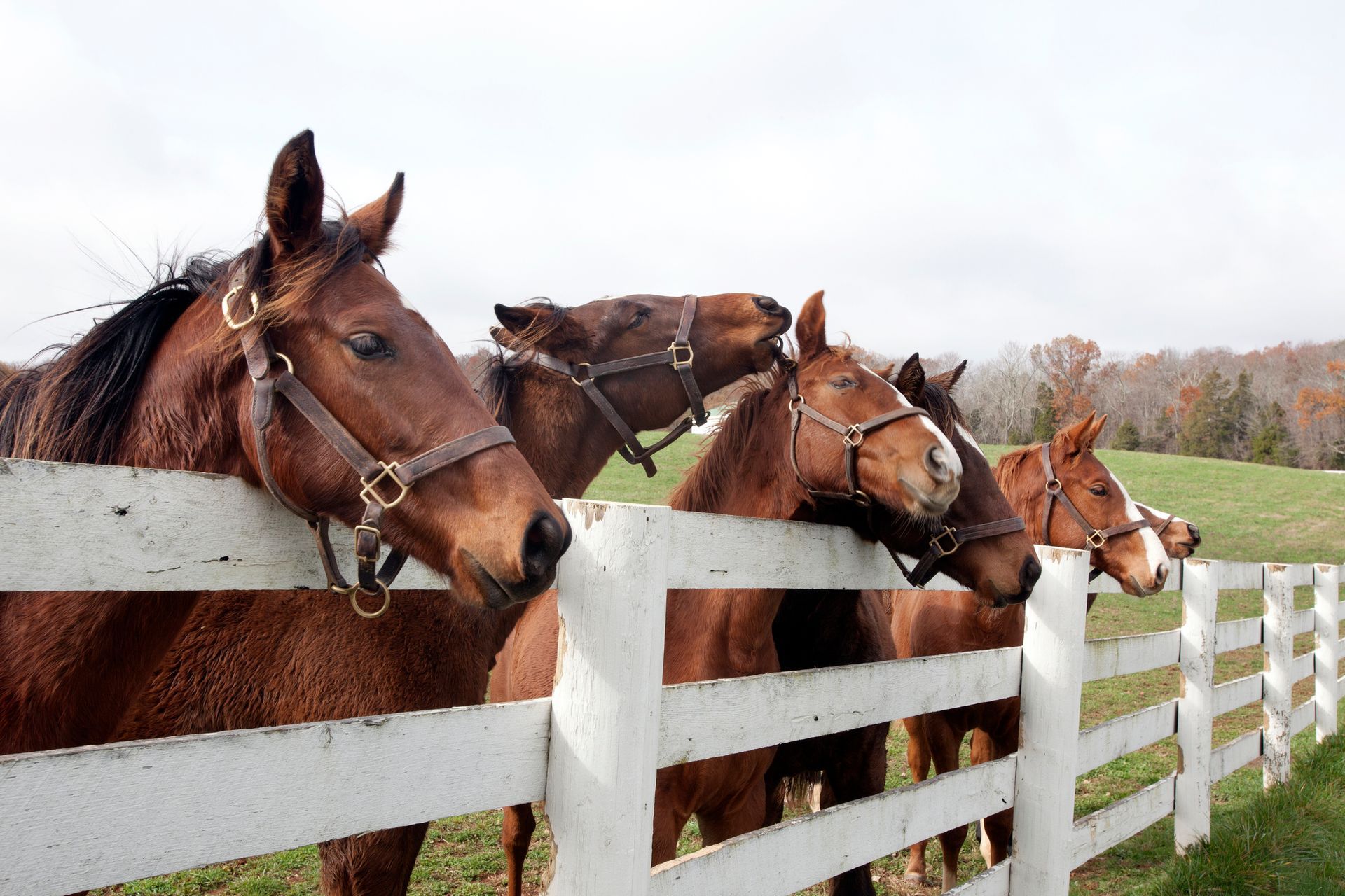 Three brown horses leaning over a white fence in a rural field
