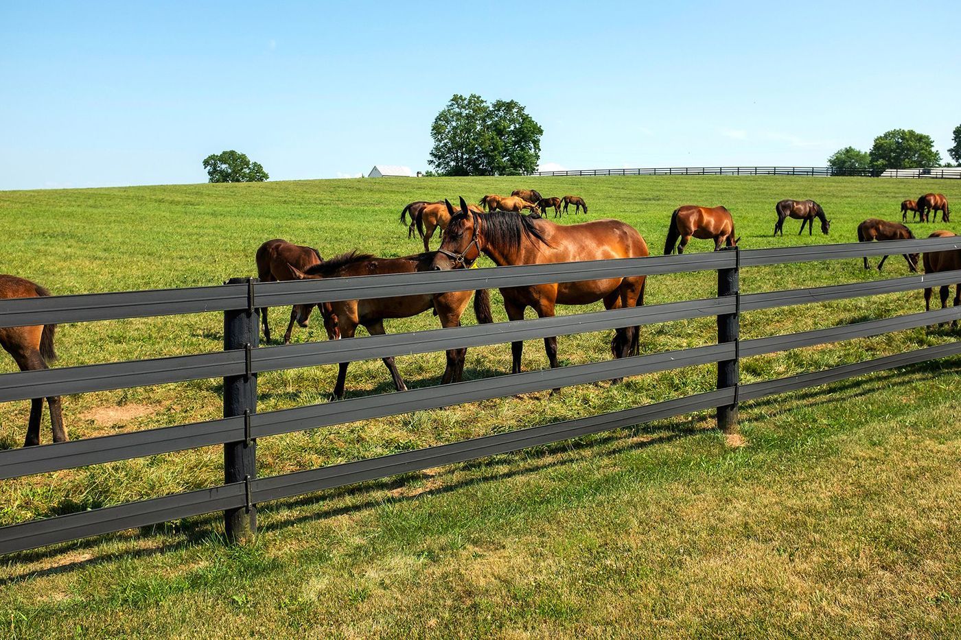 Horses grazing in a green pasture behind a black fence on a sunny day.
