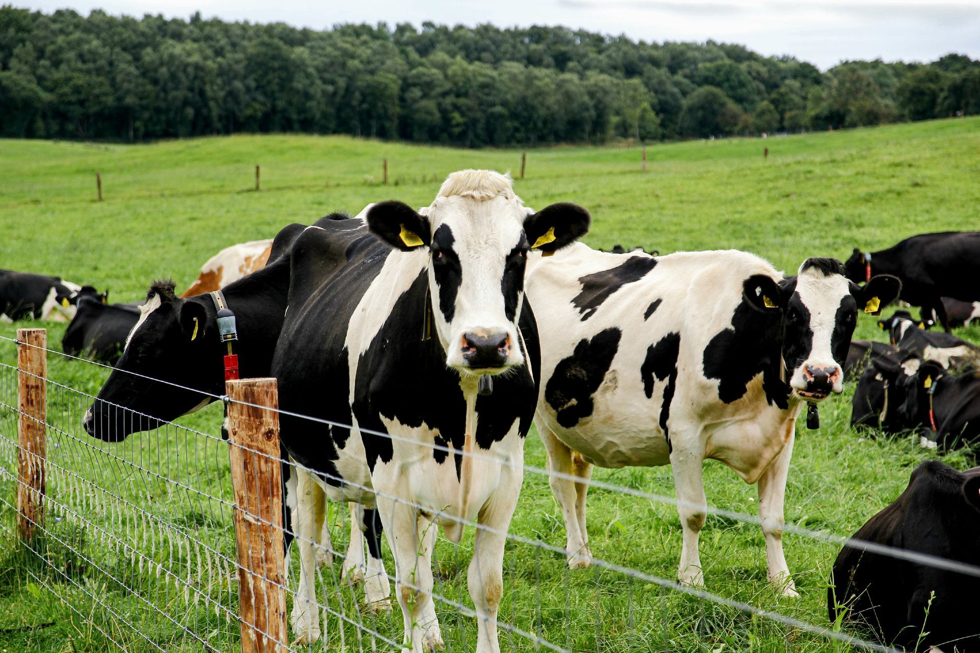 Black-and-white cows grazing in a green pasture behind a wire fence