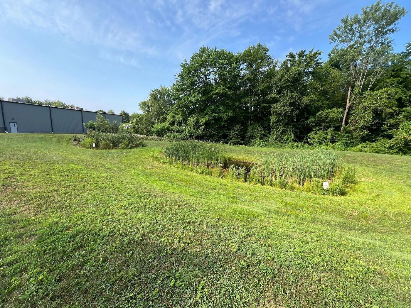 Sunny grassy field with a small pond, trees, and a blue sky