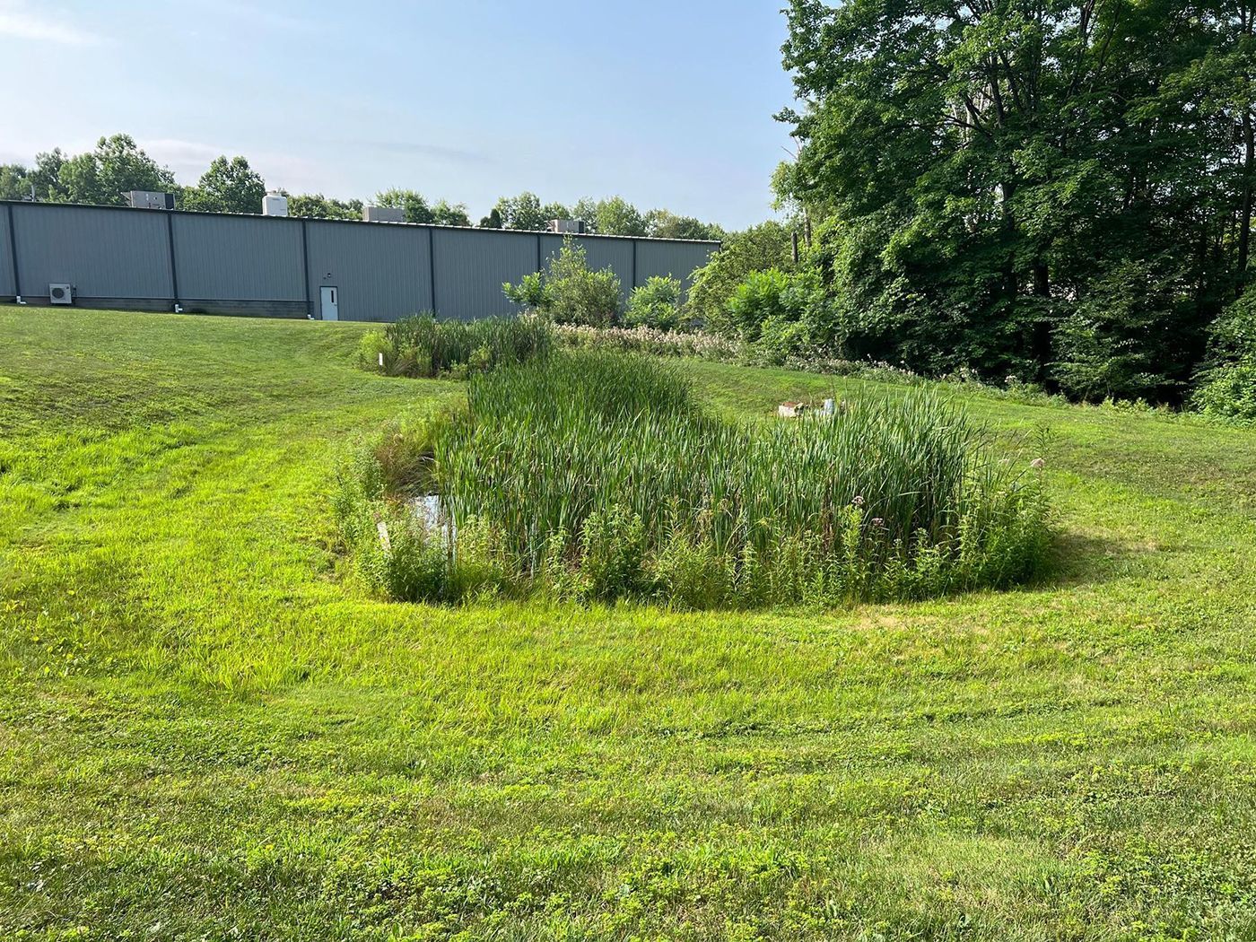 Grassy field with a small pond surrounded by tall green plants under a clear blue sky.