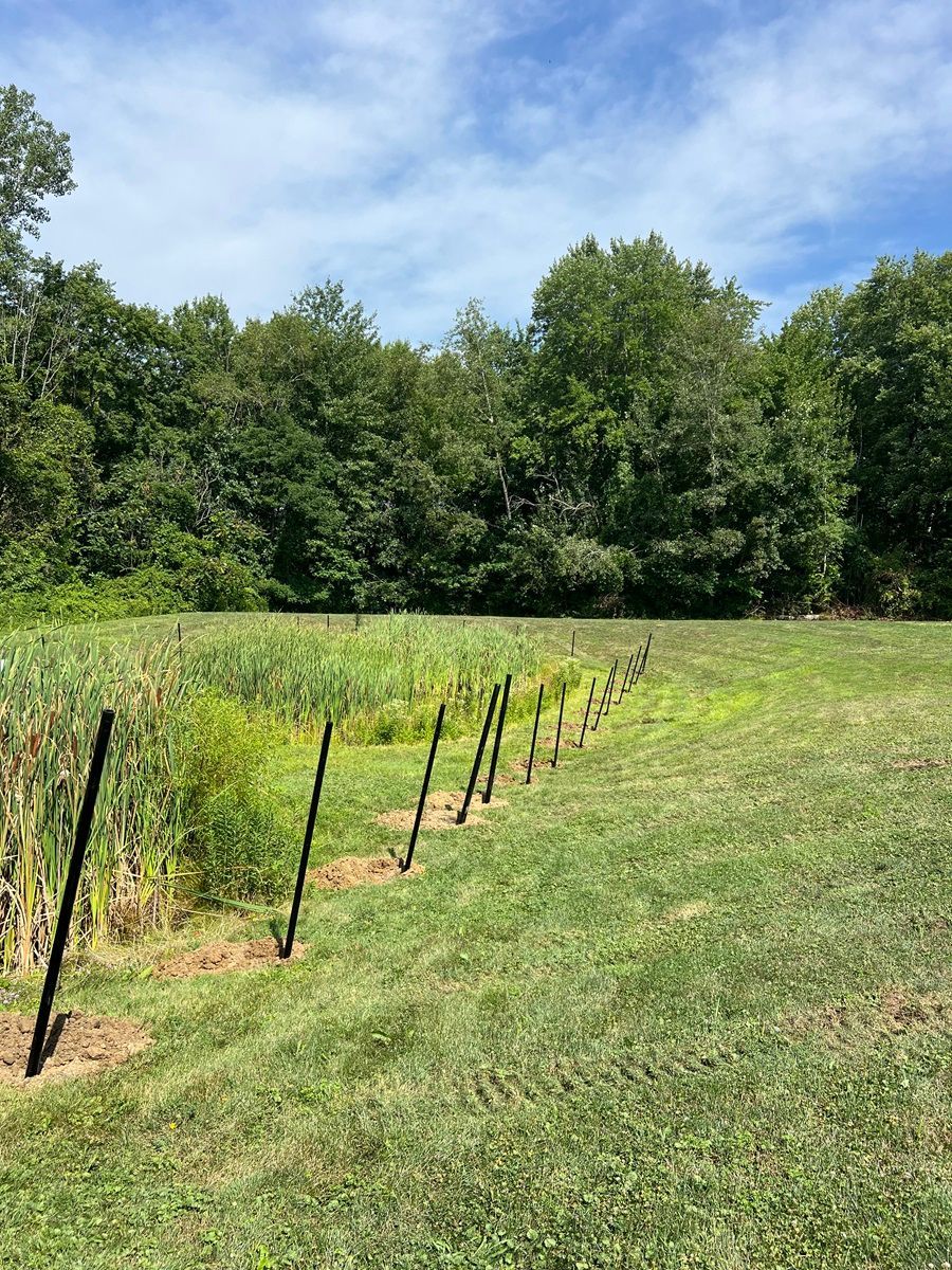 Grassy field with young plants in rows, black stakes, and dense green trees under a blue sky