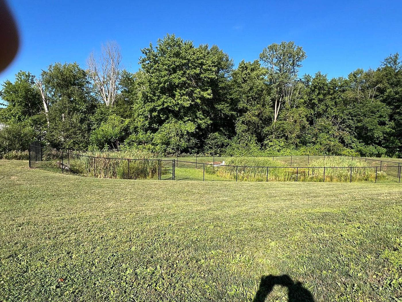 Grassy field with a low fence and dense green trees under a clear blue sky