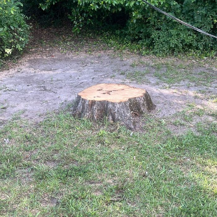 A stump covered in moss in the middle of a forest.