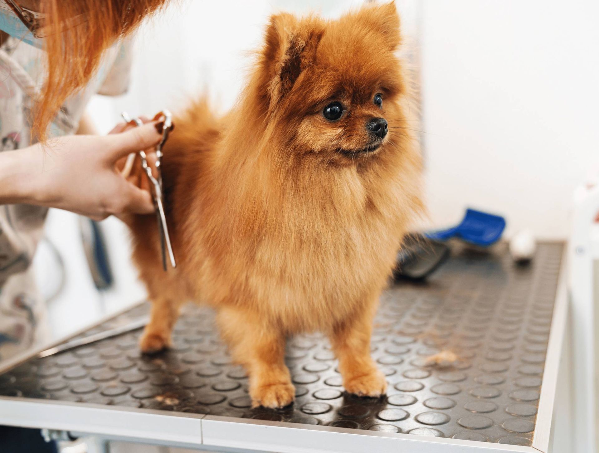 A woman is grooming a pomeranian dog on a table.