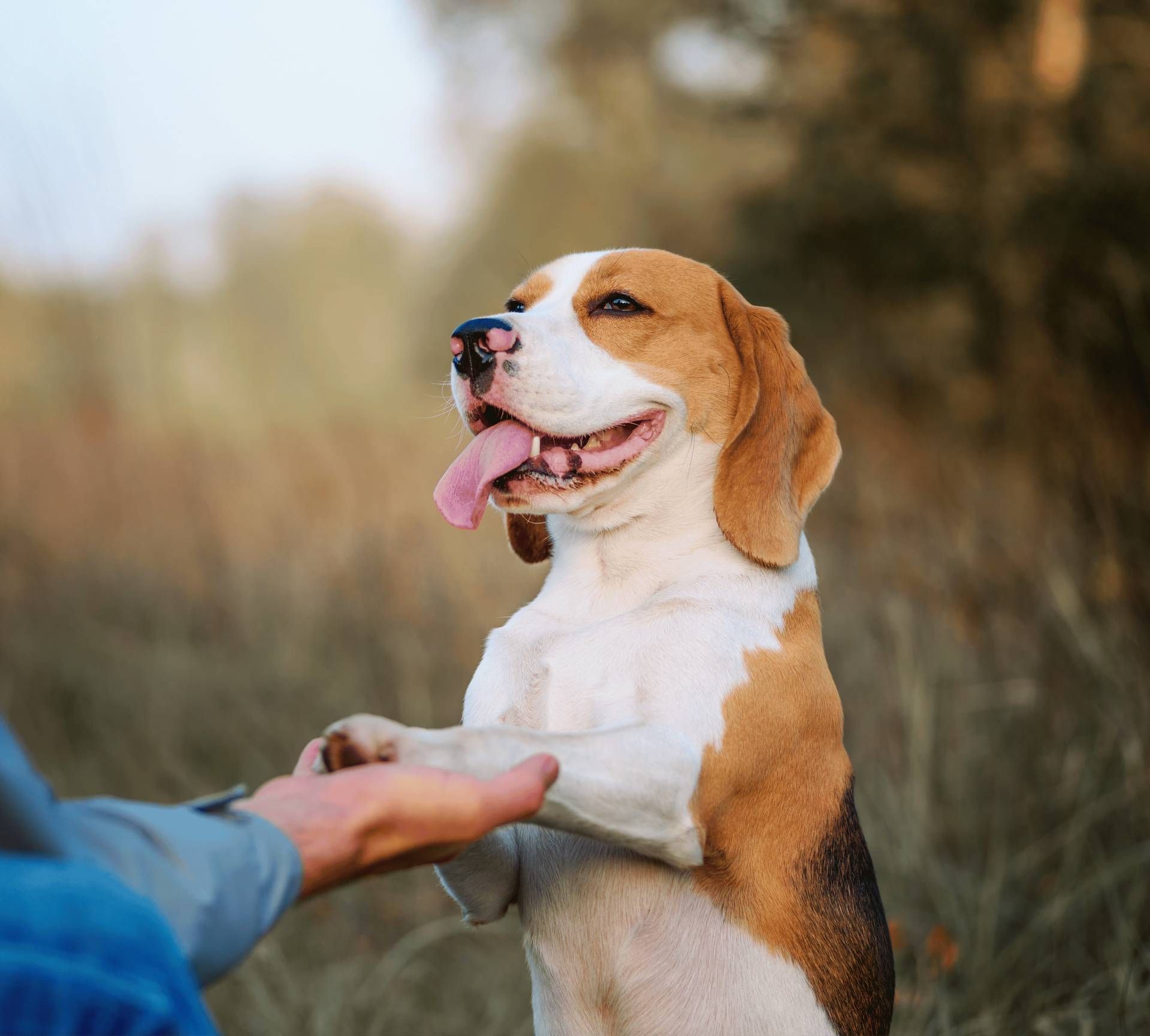 A beagle dog is giving a paw to a person in a field.
