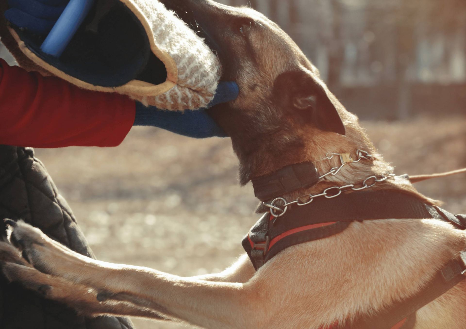 A dog is biting a person 's arm while wearing a harness.