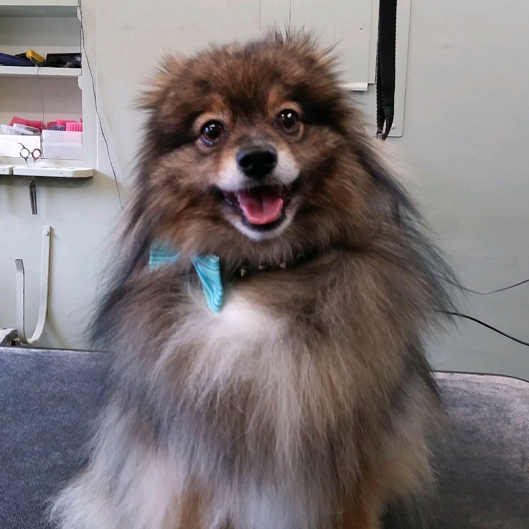 A small brown and white dog with a blue collar is smiling