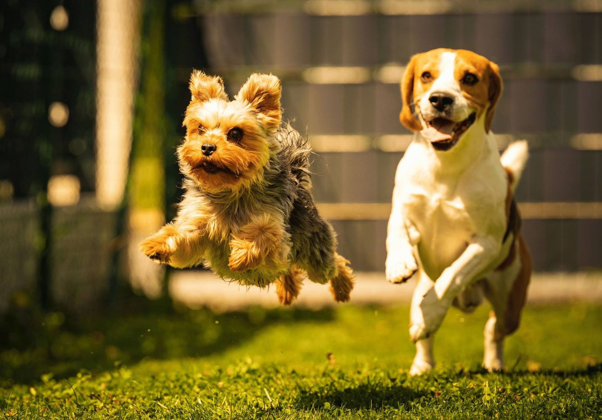 Two dogs , a yorkshire terrier and a beagle , are running in the grass.