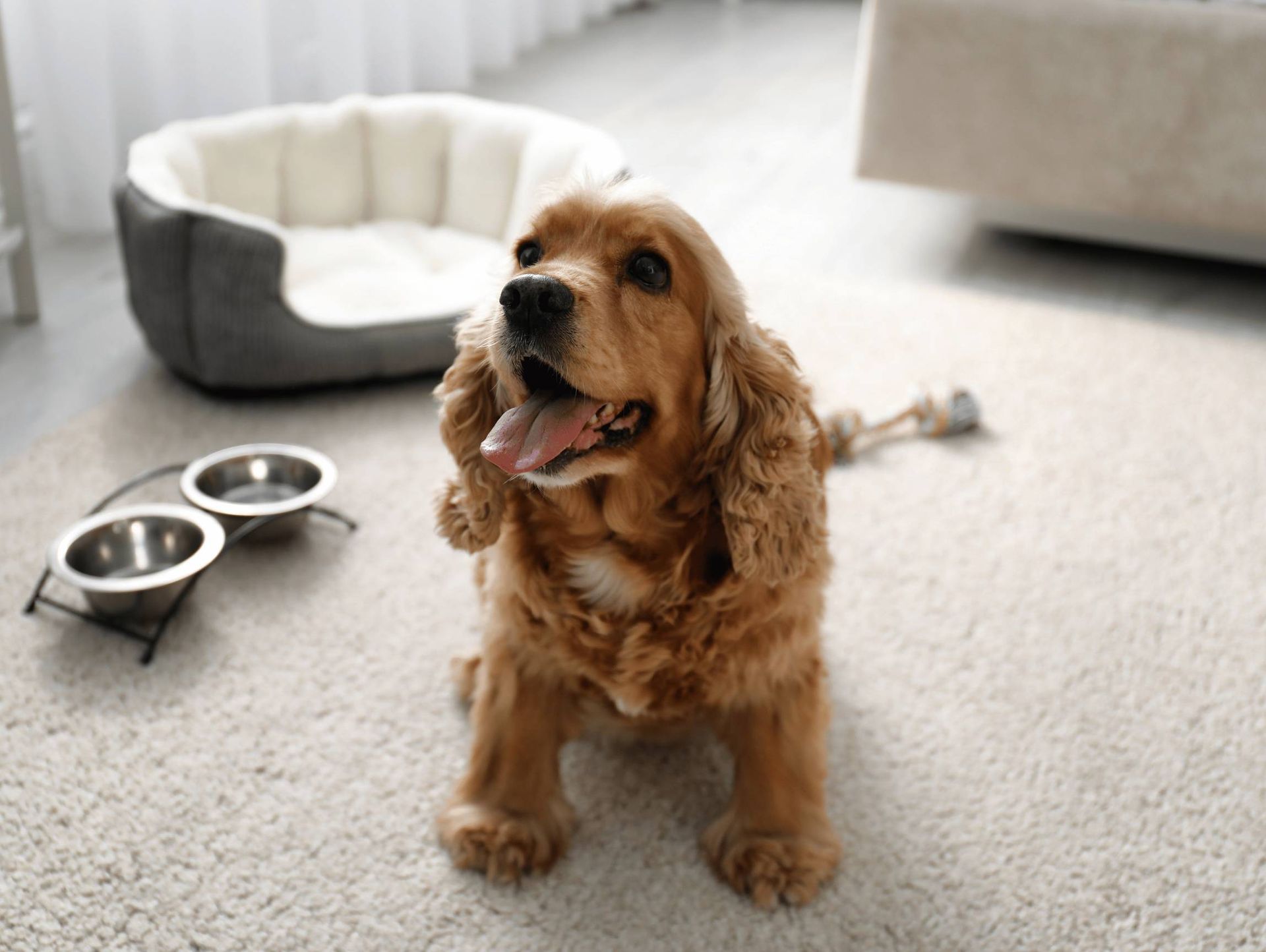 A cocker spaniel is sitting on the floor next to a dog bed and bowls.