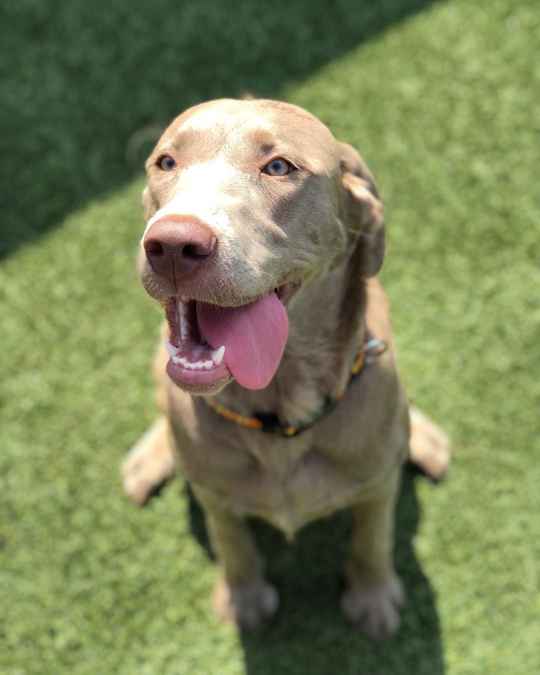 A brown dog is sitting on the grass with its tongue hanging out.