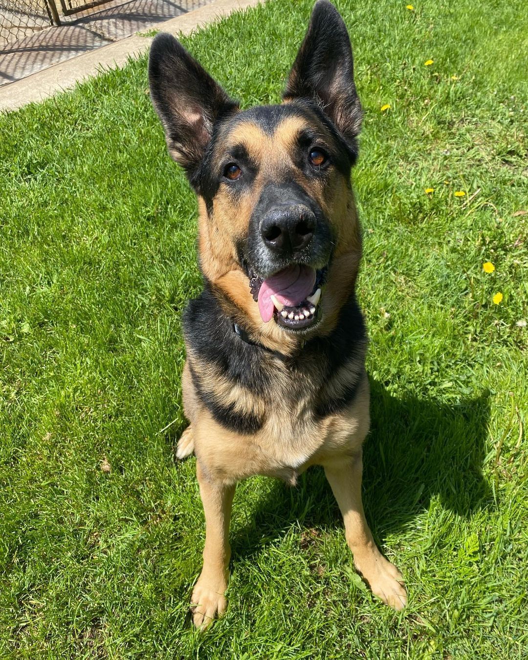 A german shepherd dog is standing in the grass and looking at the camera.