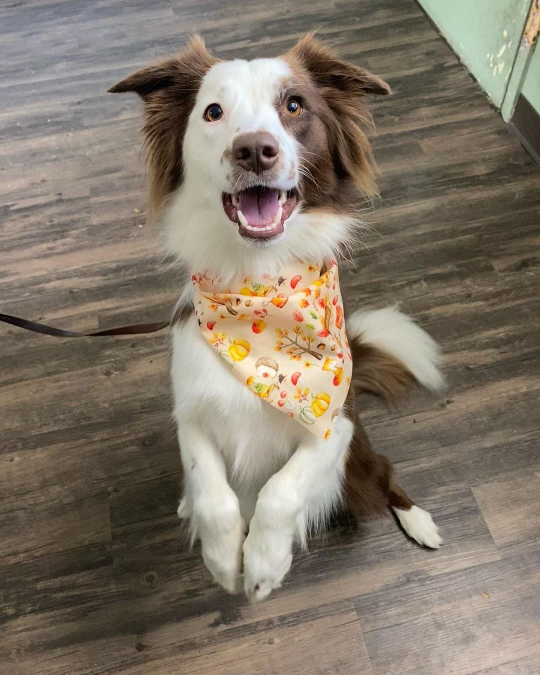 A brown and white dog wearing a bandana is sitting on a wooden floor.