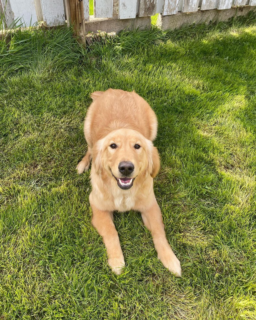 A brown dog is laying in the grass and smiling.
