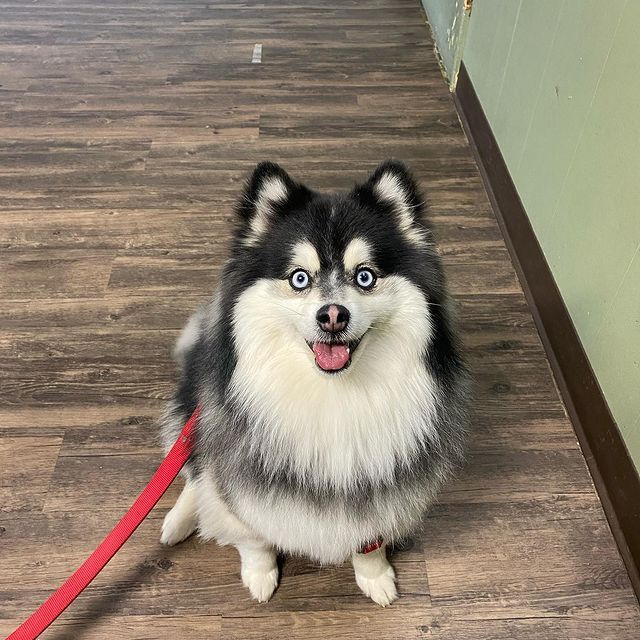 A black and white dog on a leash is sitting on a wooden floor.