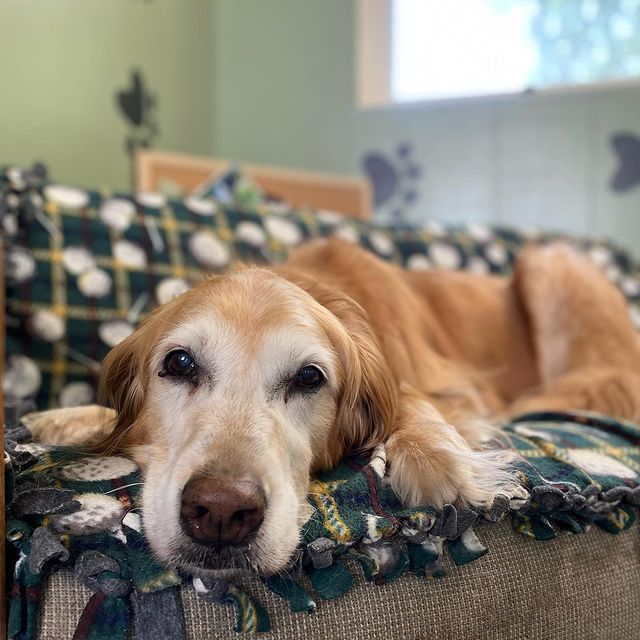 A dog is laying on a couch with a blanket on it.
