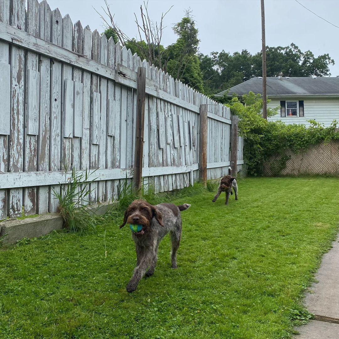 Two dogs are playing with a ball in a yard next to a fence.
